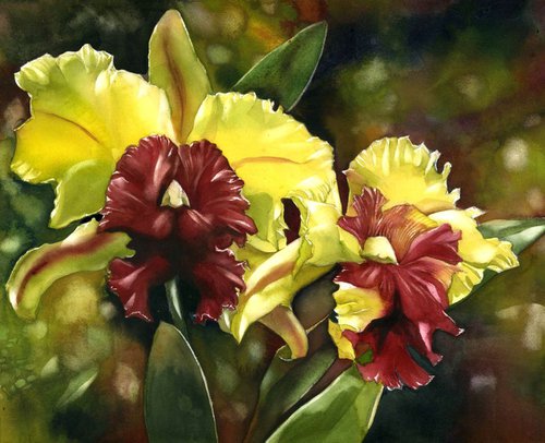 Double cattleya orchid by Alfred  Ng