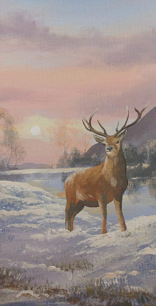winter stag by cathal o malley