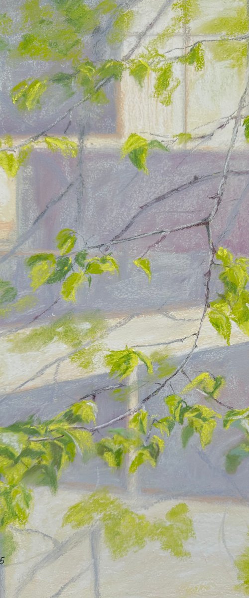 Linden. Blossomed by Alla Semenova