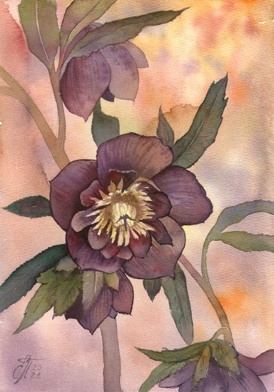 Hellebore