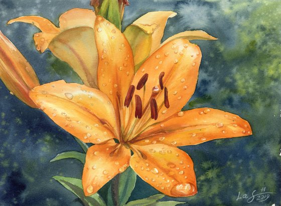 Orange Lilly after the rain  Crimea