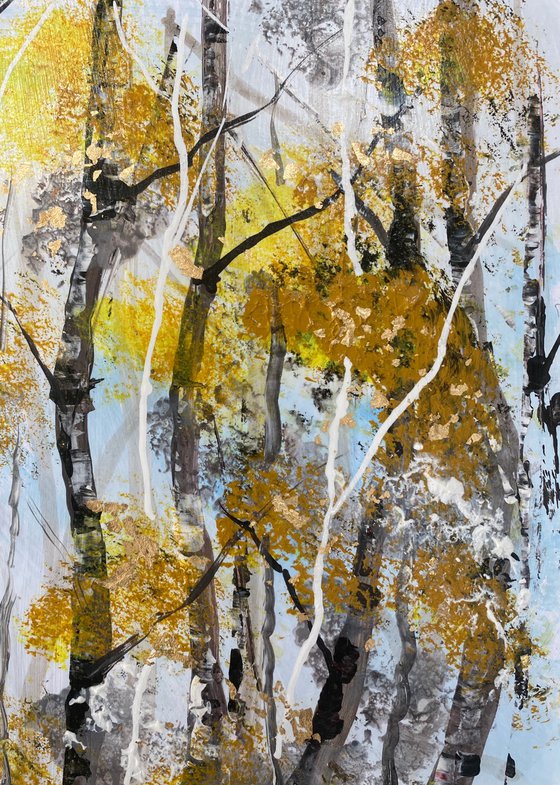 Autumn Silver Birch Trunks