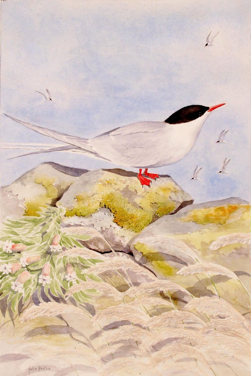 Arctic tern by John Horton