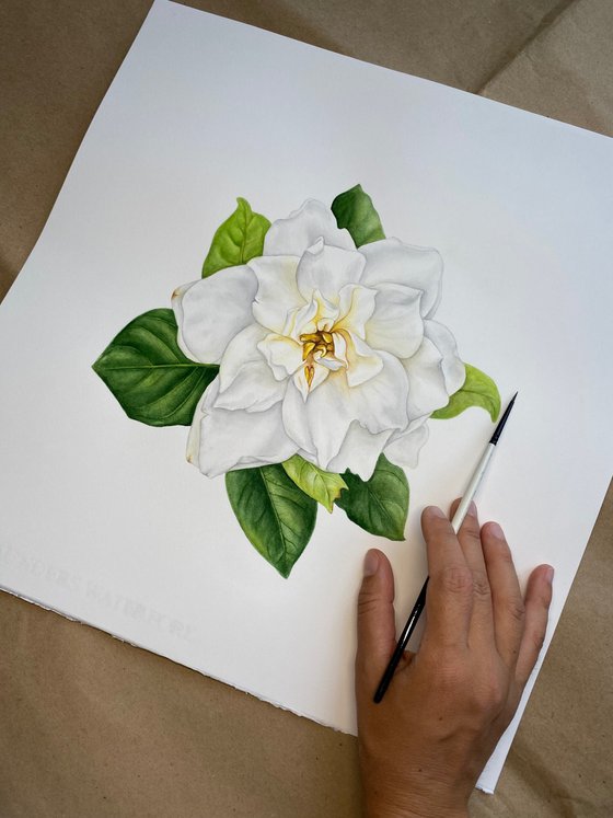 White Gardenia