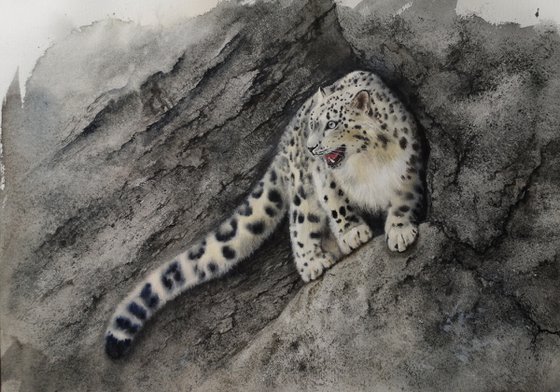 King of the Mountains - Snow leopard -  Snow Leopard on Mountain side
