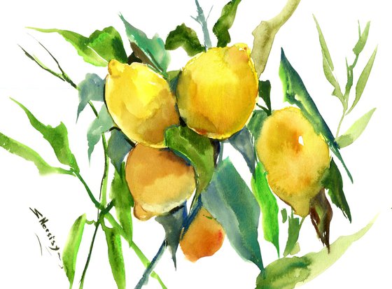 Lemon Tree