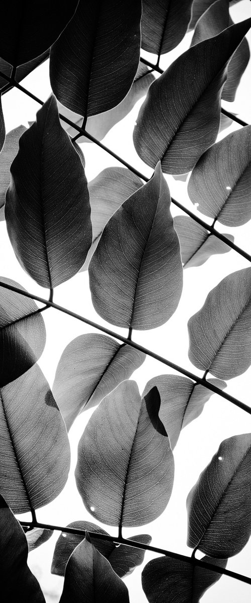 Branches and Leaves II | Limited Edition Fine Art Print 1 of 10 | 30 x 45 cm by Tal Paz-Fridman