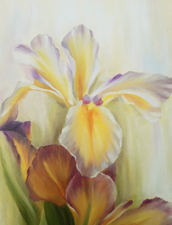 "Sunny irises"