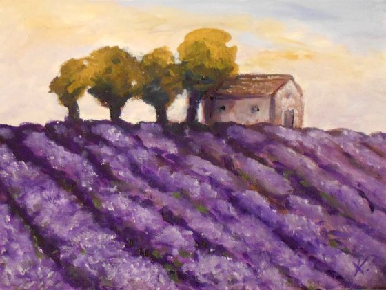 Lavender field