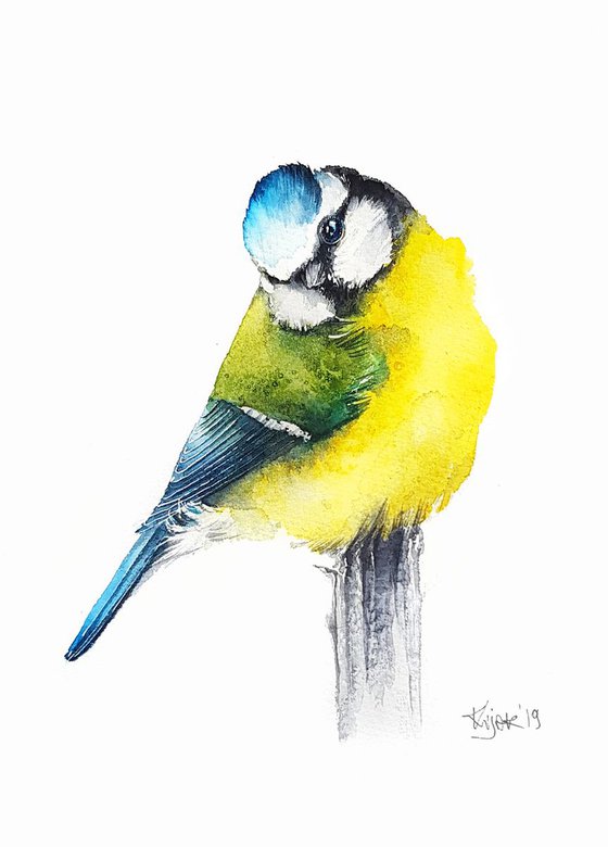 Blue Tit,  birds, wildlife watercolours