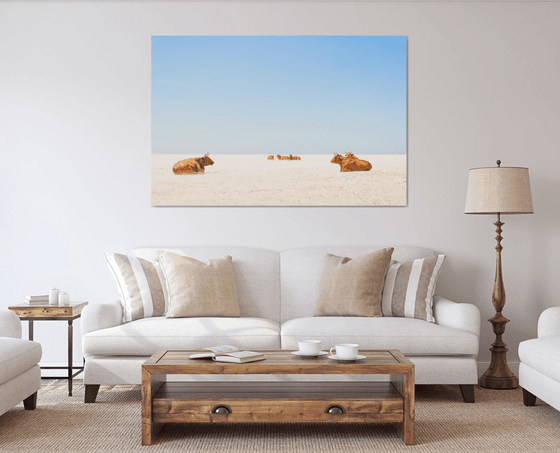 SUNBATHING COWS