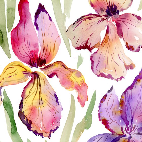 Bright Iris watercolor