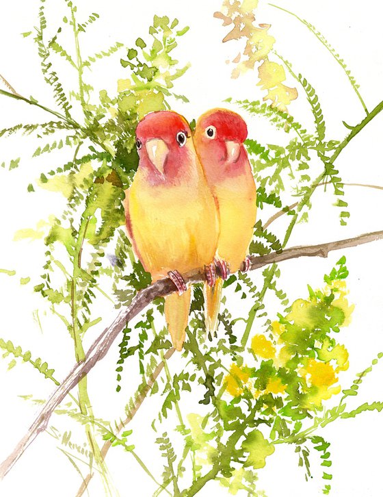 Yellow Lovebirds