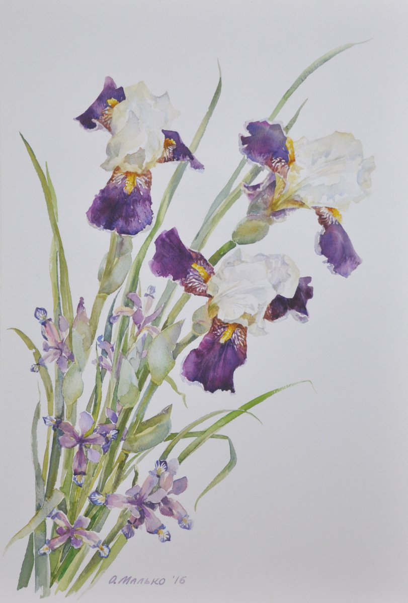 Small and large purple irises / Floral composition Watercolor painting by Olha Malko