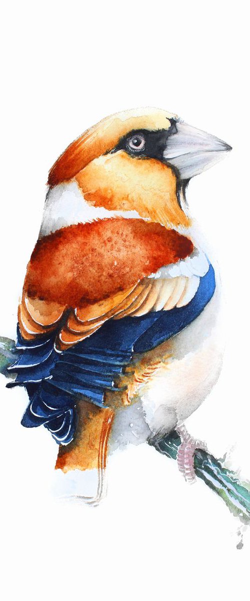 Hawfinch,  birds, wildlife watercolours by Karolina Kijak
