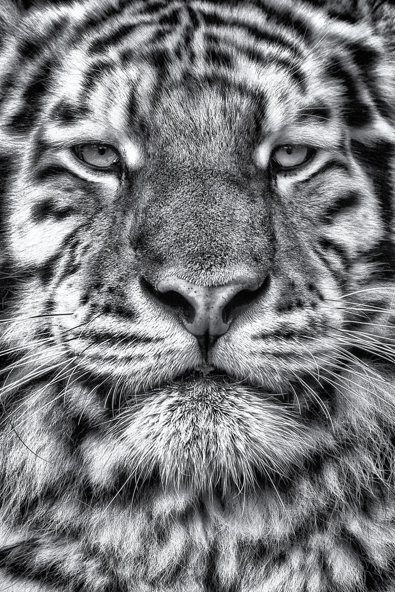 Photorealistic Photograph , Tiger Close Up By Paul Nash, 16 X 24, Artwork For Sale On Artfinder