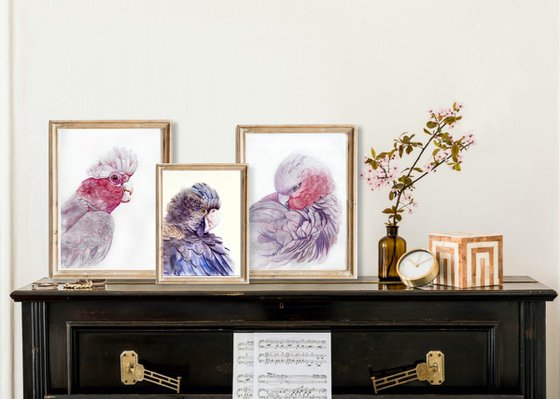 Portrait of Pink Galah Cockatoo in Sunlight