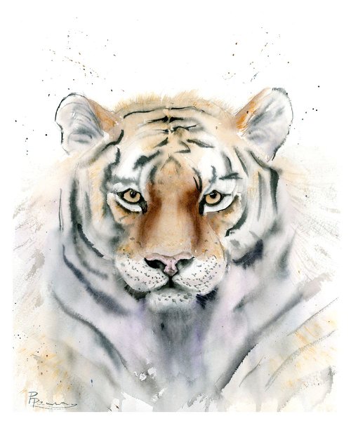 Tiger portrait by Olga Shefranov (Tchefranov)