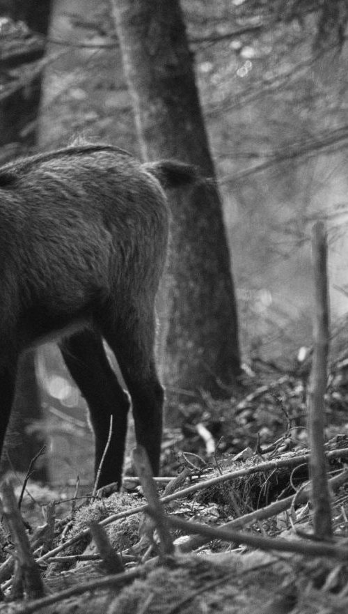 Chamois in the Woods by Charles Brabin