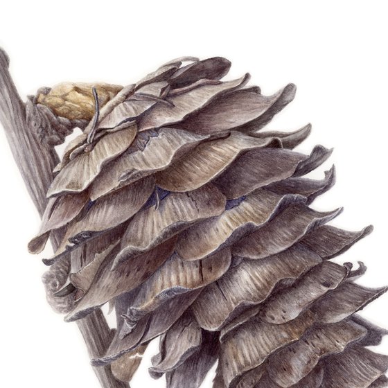 Larch Cone