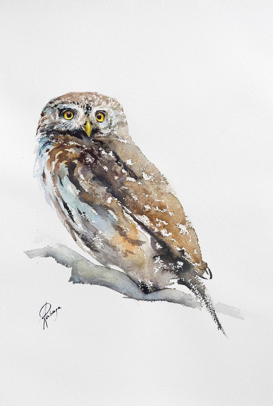 Eurasian Pygmy Owl III