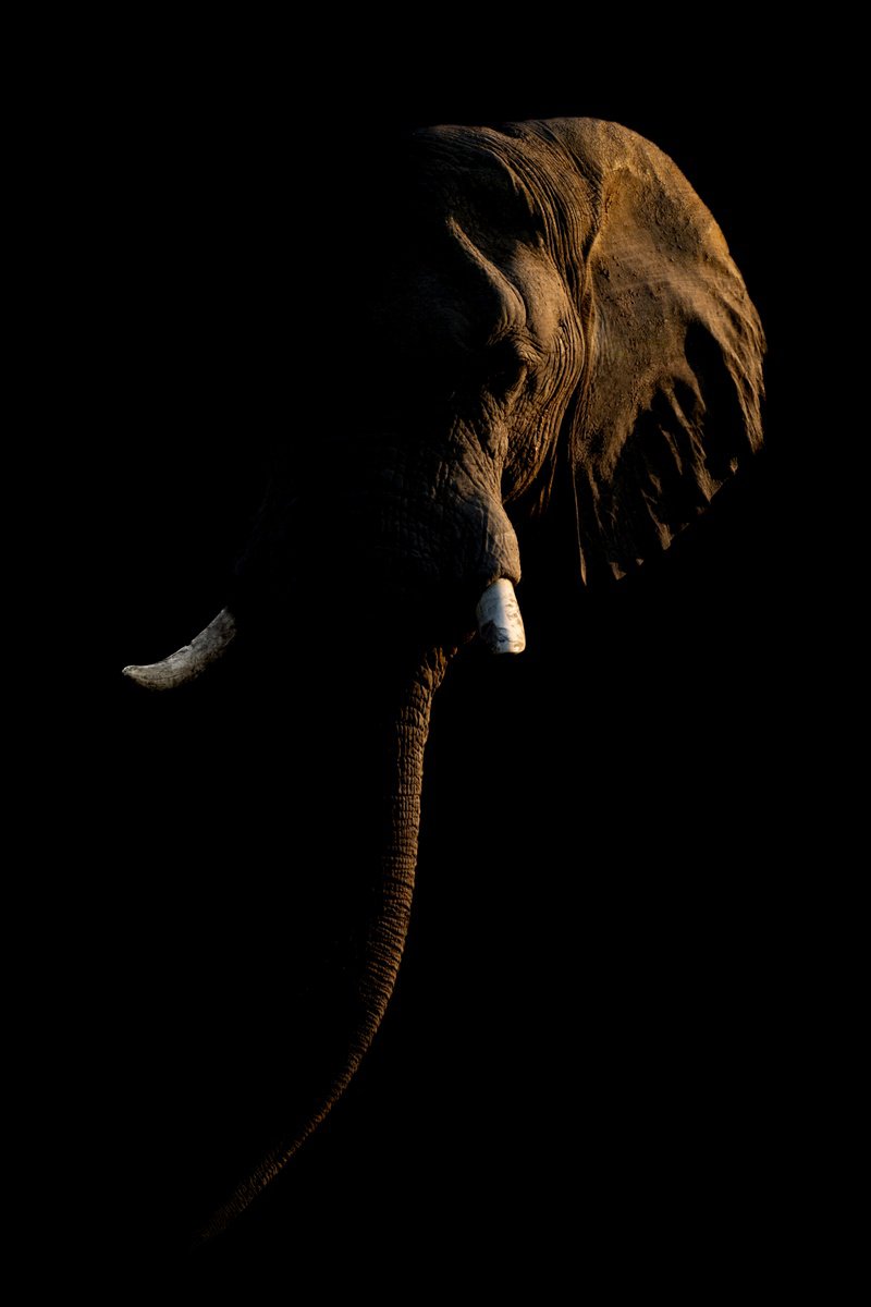 Photorealistic Animal Photograph By Nick Dale, 38 X 53", Light Elephant, Original Artwork