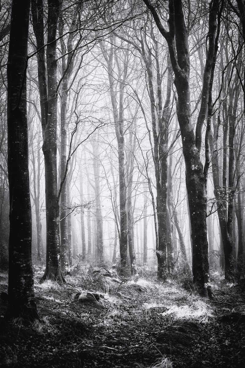 Photorealistic Photograph , Misty Woodland By Paul Nash, 16 X 24, Artwork For Sale On Artfinder