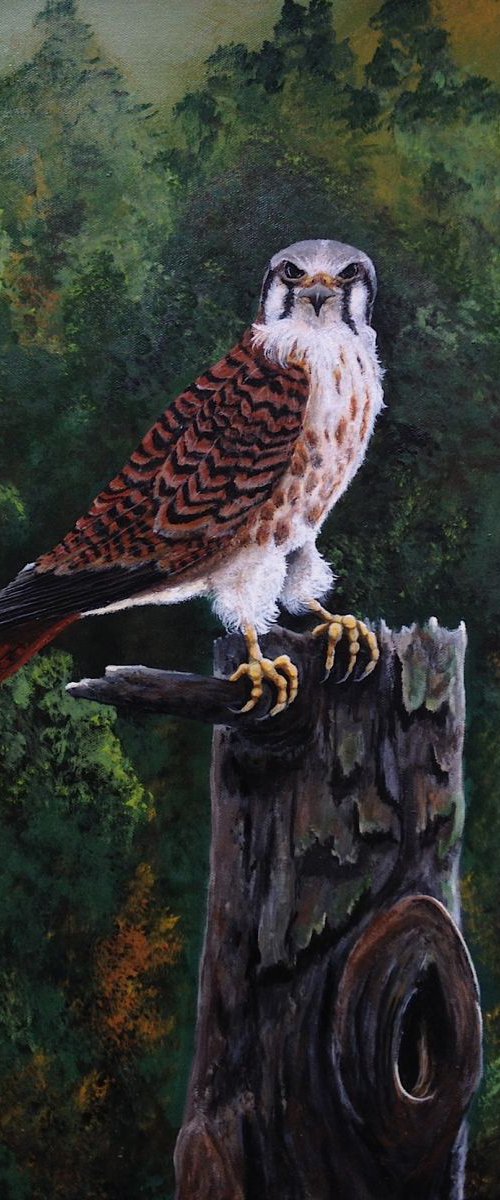 American Kestrel, female by Donna Daniels