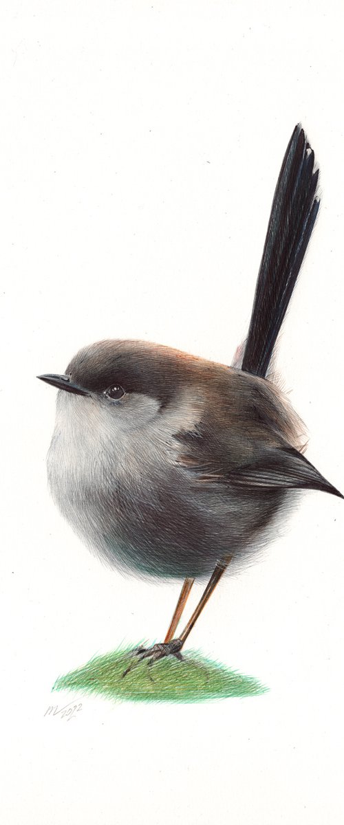 Superb Fairywren - Bird Portrait by Daria Maier