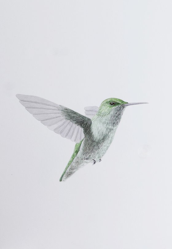 Hummingbird in flight sketch