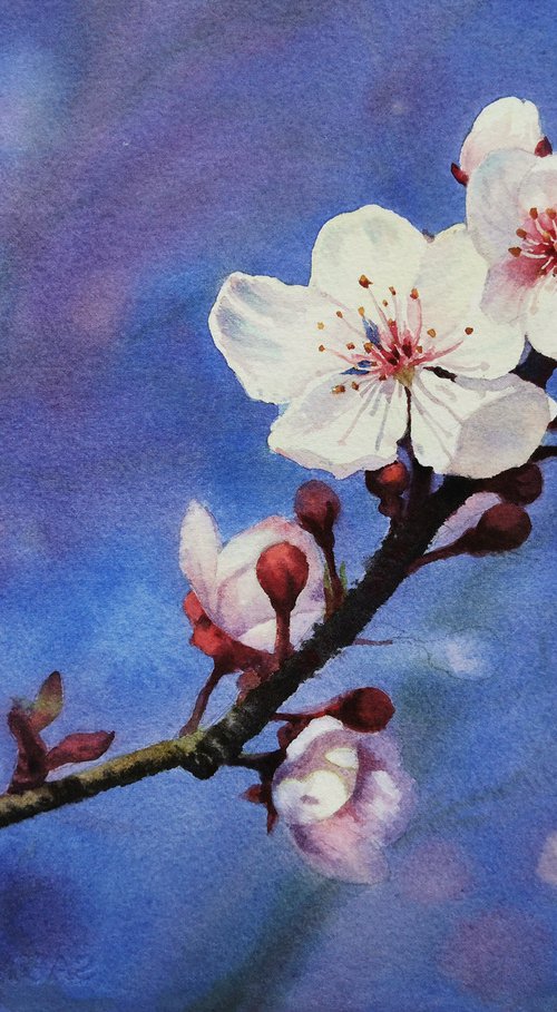 Cherry Blossoms -  cherry tree by Olga Beliaeva Watercolour