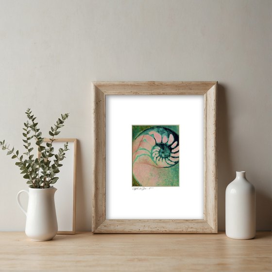 Nautilus Shell Collection 21