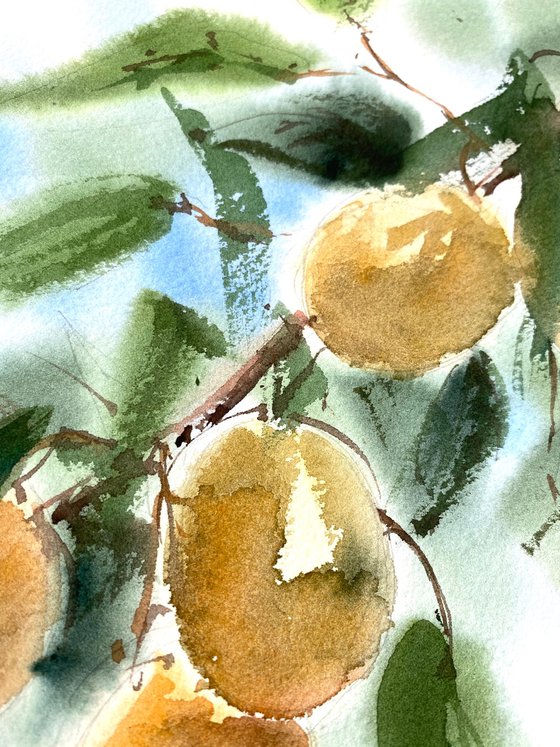 Apricots watercolor original art fruit on the tree medium decor for busines art gift for her