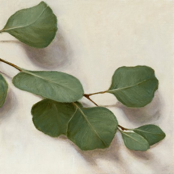 Eucalyptus Study