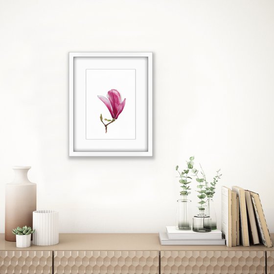 Magnolia blossom. Opening of the flover. Original watercolor artwork.