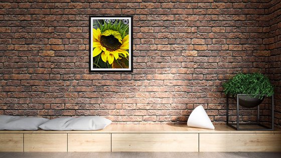 Bright Sunflower