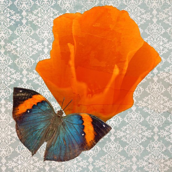 butterfly on orange poppy