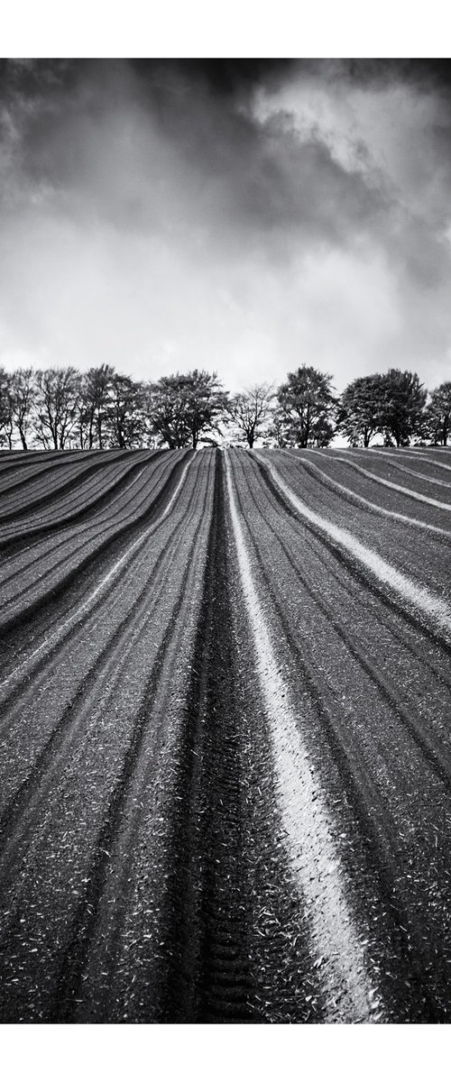 May Field by David Baker