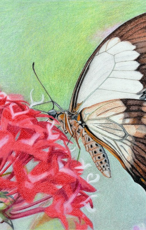 Butterfly - Sign of resurrection by Paramjeet Kaur