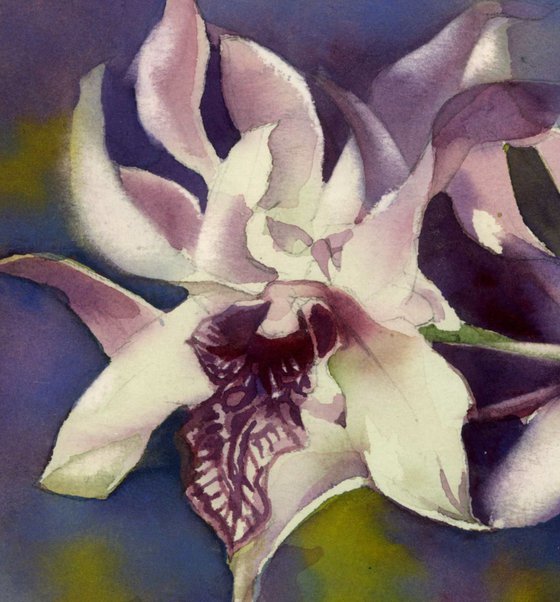Dendrumbium orchid