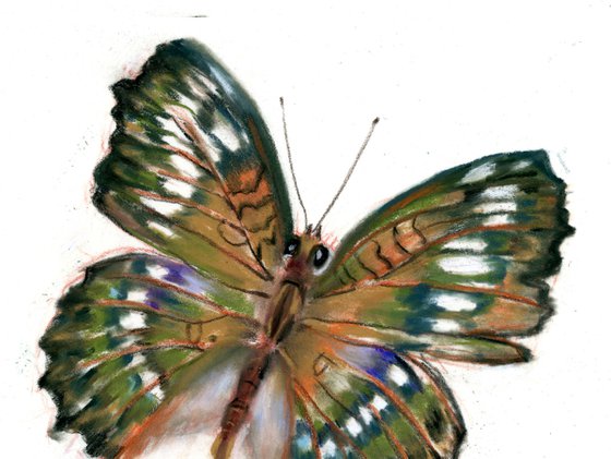 Butterfly (pastel)