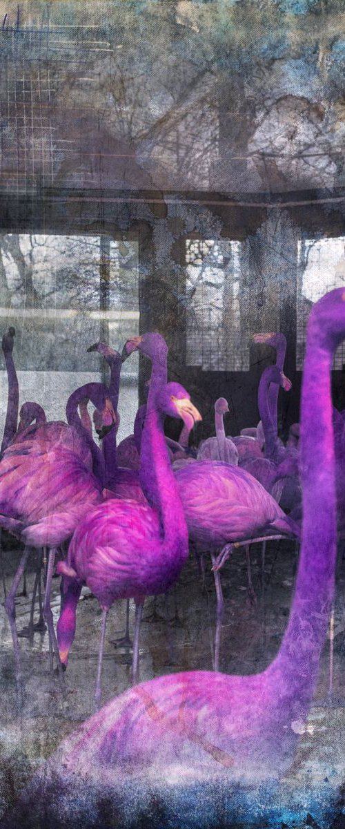 The Flamingos by Chiara Vignudelli