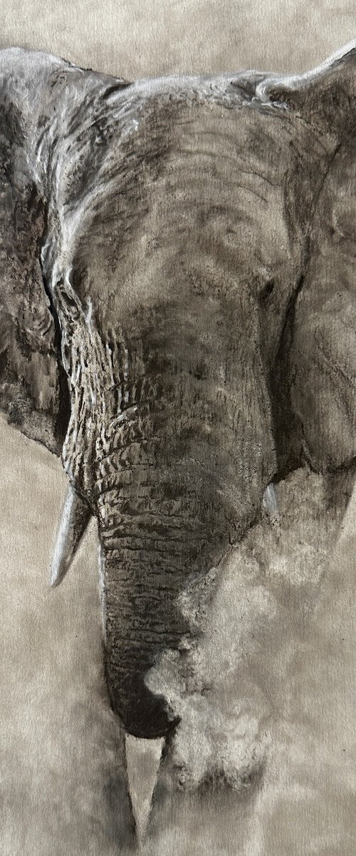 Dusty Elephant by Paul Hardern