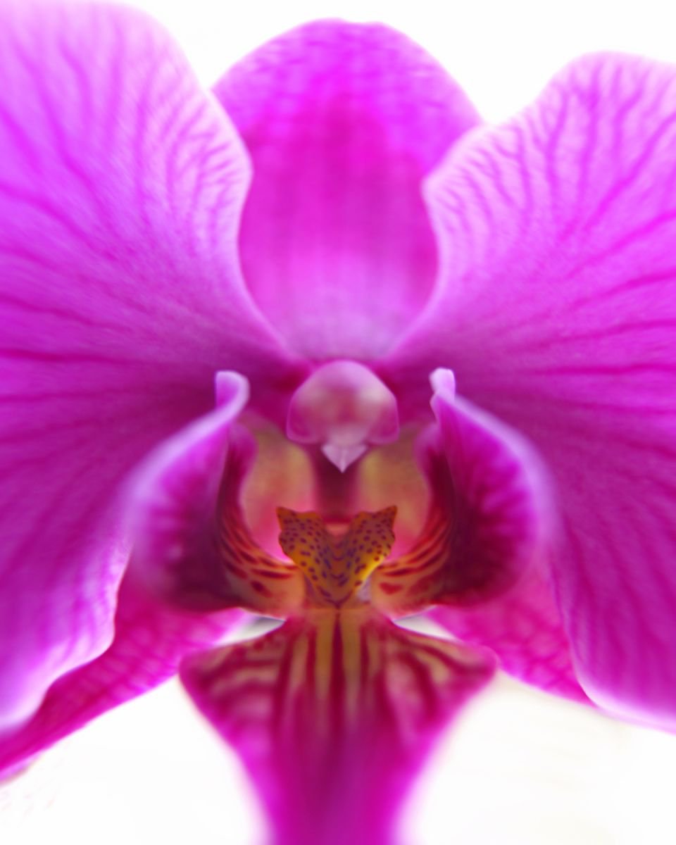 Photorealistic Botanical Photograph By Michael Filonow, 26 X 32", Alien Orchid, Original Artwork