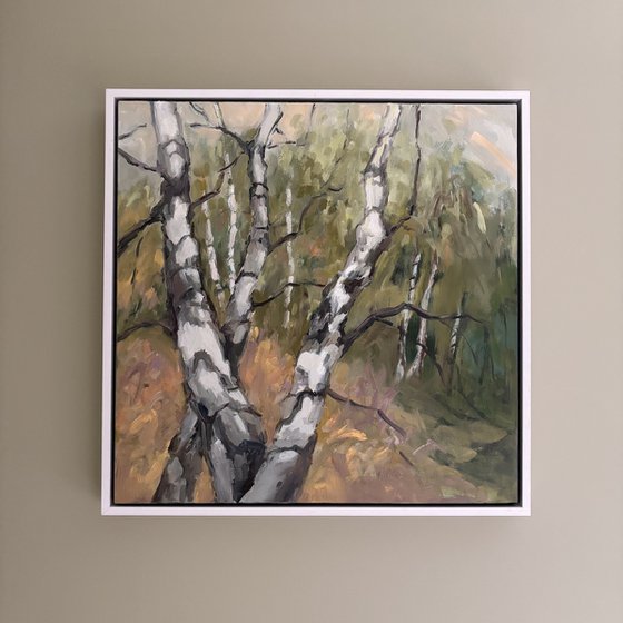 Birch Forest 1