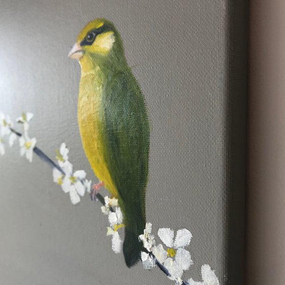Greenfinch on Cherry Blossom