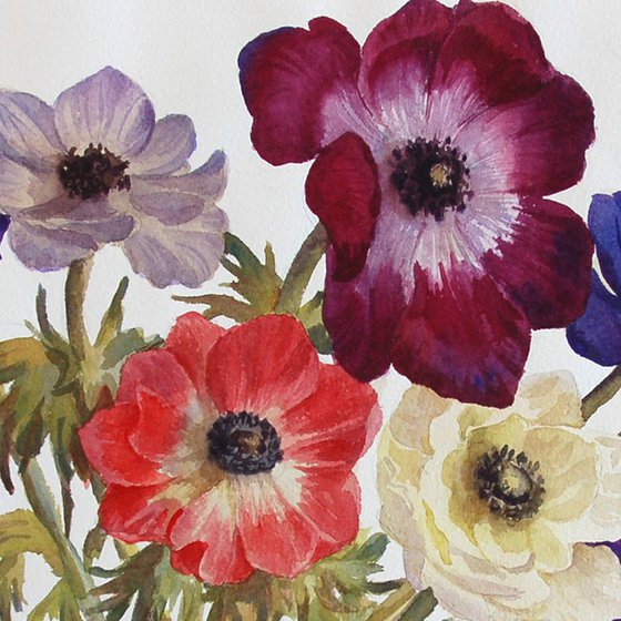 Anemones