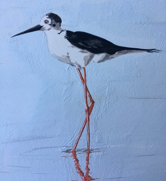 Black Winged Stilt feeding