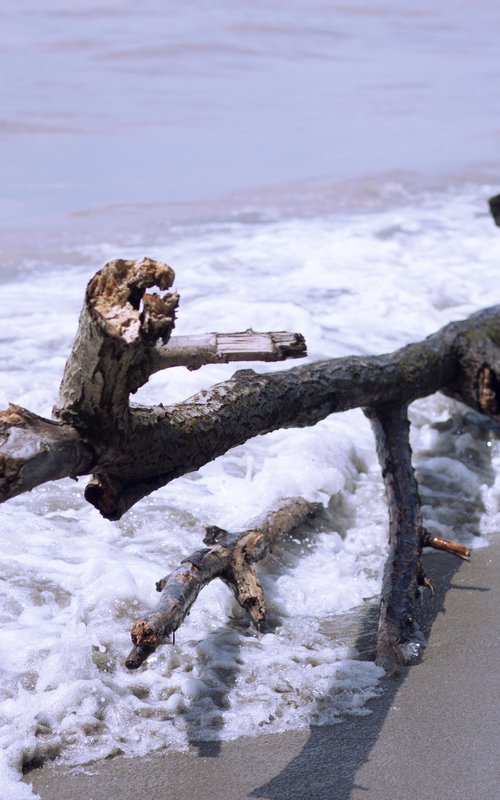 Wood in the sea no.12 by Mattia Paoli