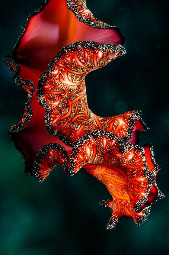 Spanish Dancer - Metal Print - Ready To Hang - Underwater Macro - Great Barrier Reef, Australia